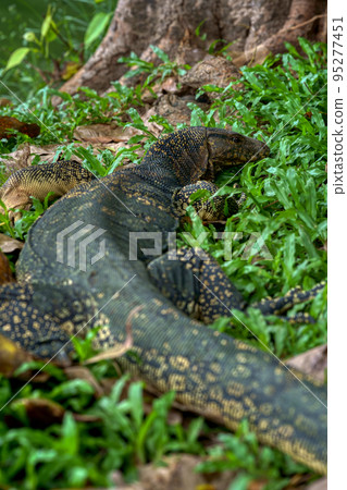 Big city lizard (Varanus salvator) Bangkok Big city lizard (Varanus salvator) Bangkok 95277451