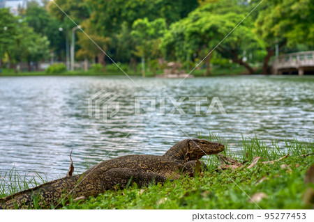 Big city lizard (Varanus salvator) Bangkok 95277453