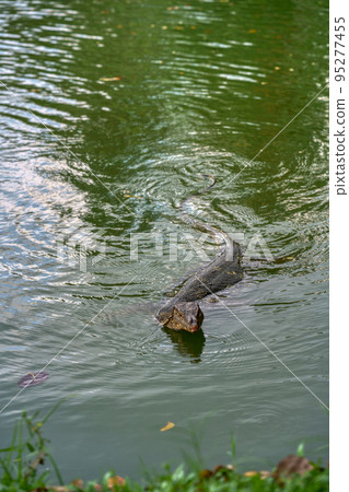 大城市蜥蜴 (Varanus salvator) 曼谷 大城市蜥蜴 (Varanus salvator) 曼谷 95277455