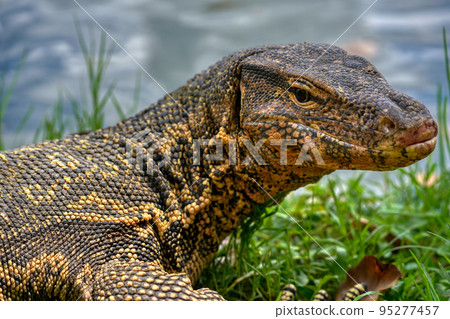 Big city lizard (Varanus salvator) Bangkok Big city lizard (Varanus salvator) Bangkok 95277457