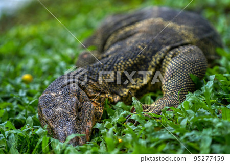 Big city lizard (Varanus salvator) Bangkok Big city lizard (Varanus salvator) Bangkok 95277459