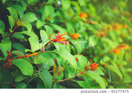 Flower of Firebush, Redhead, Coloradillo, Hamelin patens Jacq., Rubiaceae, the flowers are bunched by the clusters and branches of the branches of orange. Flower of Firebush, Redhead, Coloradillo, Hamelin patens Jacq., Rubiaceae, the flowers are bunched by the clusters and branches of the branches of orange. 95277475