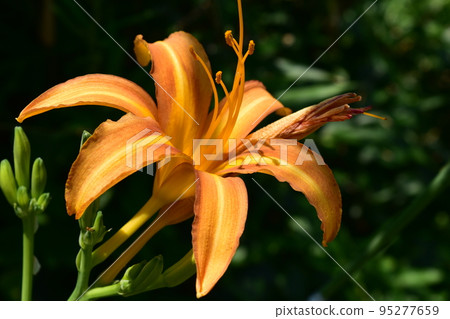 百合 百合 95277659