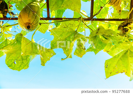 The zucchini in the backyard., The zucchini and fresh green leaves to face the sun., fresh green leaves in front of the sun. The zucchini in the backyard., The zucchini and fresh green leaves to face the sun., fresh green leaves in front of the sun. 95277688
