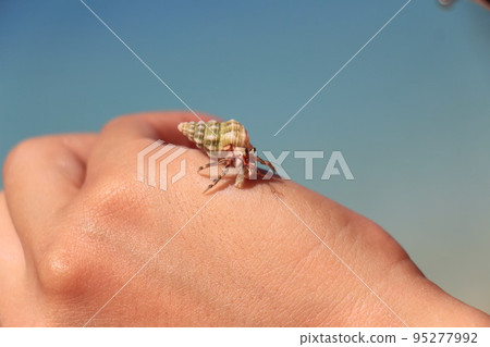 寄居蟹與痴迷 95277992