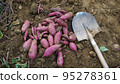 Sweet potato and shovel on the ground 95278361