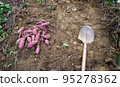 Sweet potato and shovel on the ground 95278362