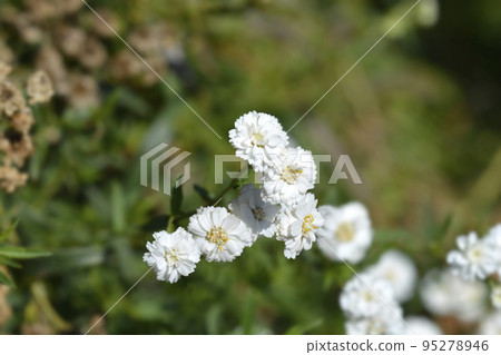 Sneezewort yarrow Sneezewort yarrow 95278946