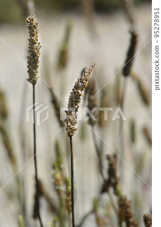 Ribwort Plantain Ribwort Plantain 95278951