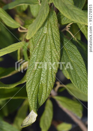 Wrinkled viburnum Wrinkled viburnum 95278955