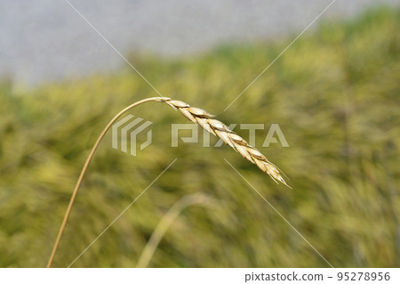 Dinkel wheat Dinkel wheat 95278956