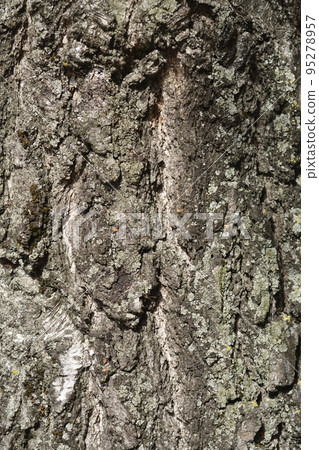 Common birch Common birch 95278957