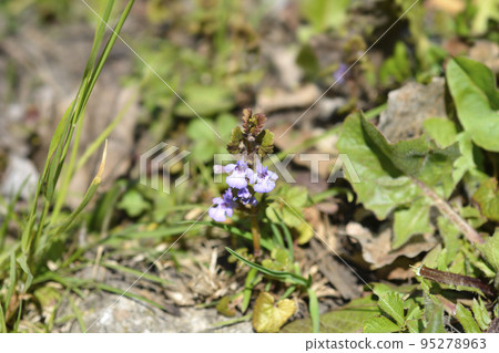 Ground-ivy Ground-ivy 95278963