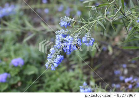 Pitcher sage 95278967