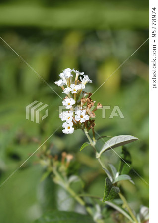Summer lilac Summer lilac 95278974