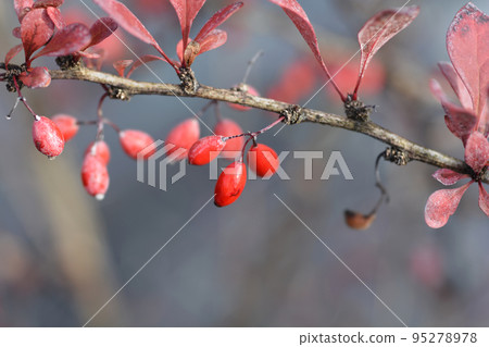 Purple Japanese barberry Purple Japanese barberry 95278978
