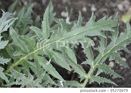 Artichoke thistle Artichoke thistle 95278979