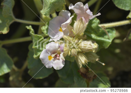 Common devils claw Common devils claw 95278986