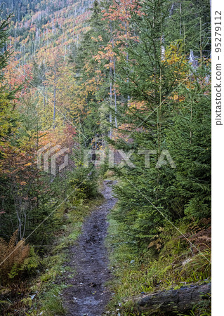 Footpath in coniferous forest, Dill valley, High Tatras mountain, Slovakia 95279112