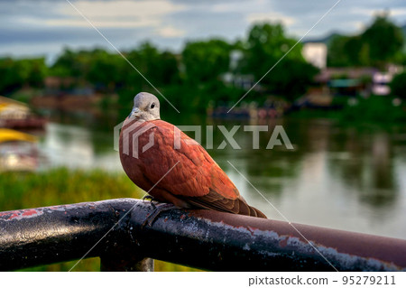 Red dove (Streptopelia tranquebarica) Red dove (Streptopelia tranquebarica) 95279211