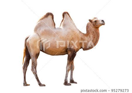 camel camel 95279273