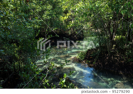 Clear swamp along mangrove forest in Krabi, Thailand Clear swamp along mangrove forest in Krabi, Thailand 95279290