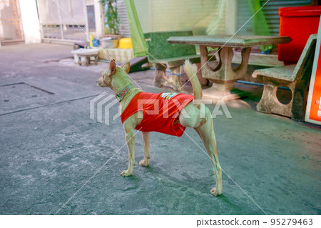 I got the strength to live hard from a dog that lost a leg I got the strength to live hard from a dog that lost a leg 95279463