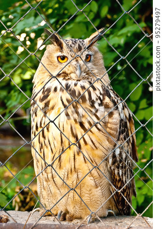 owl in a cage owl in a cage 95279497