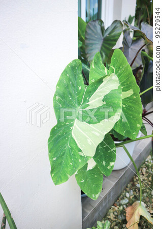 Colocasia or alocasia milky way, Colocasia Milky Way or colocasia variegated Colocasia or alocasia milky way, Colocasia Milky Way or colocasia variegated 95279544