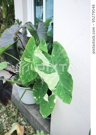 Colocasia or alocasia milky way, Colocasia Milky Way or colocasia variegated Colocasia or alocasia milky way, Colocasia Milky Way or colocasia variegated 95279546