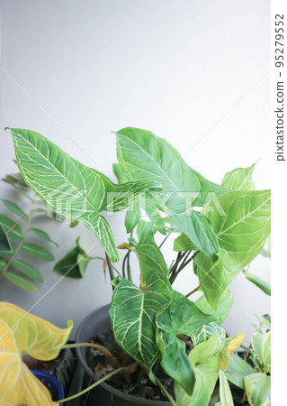 Syngonium Batik, Syngonium podophyllum or Syngonium podophyllum, Arrowhead Vine or Goosefoot or Araceae Syngonium Batik, Syngonium podophyllum or Syngonium podophyllum, Arrowhead Vine or Goosefoot or Araceae 95279552