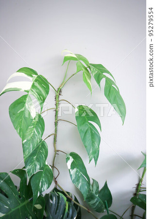 Epipremnum, Epipremnum Pinnatum Variegata or Epipremnum pinnatum variegated albo Epipremnum, Epipremnum Pinnatum Variegata or Epipremnum pinnatum variegated albo 95279554