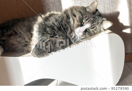 Maine Coon domestic cat lies on a scratching post portrait 95279590