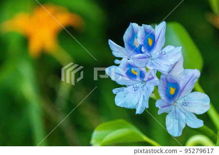 blue flower (water hyacinth) 95279617