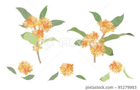 Osmanthus, fragrant rhinoceros, fragrant rhinoceros flower 95279983