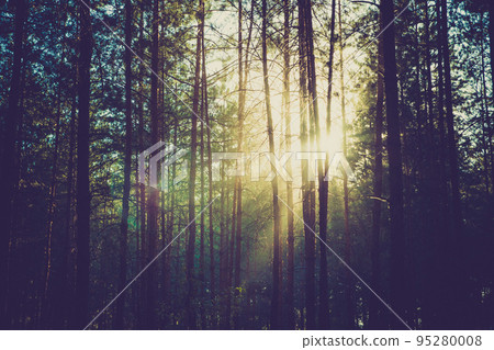 pine forest pine forest 95280008