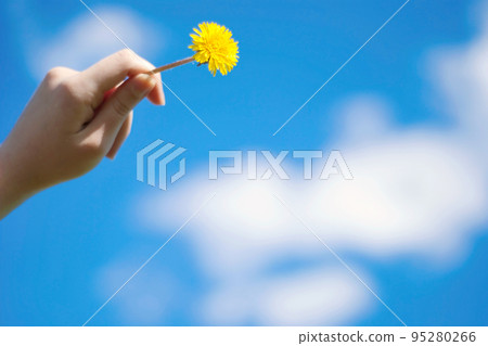 dandelion in a hand dandelion in a hand 95280266