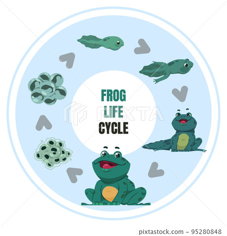 Frog life cycle. Amphibian metamorphosis diagram. Toad ontogenesis. Development from frogspawn reproduce to tadpoles. Water animal evolution. Aquatic fauna. Vector biological infographic 95280848