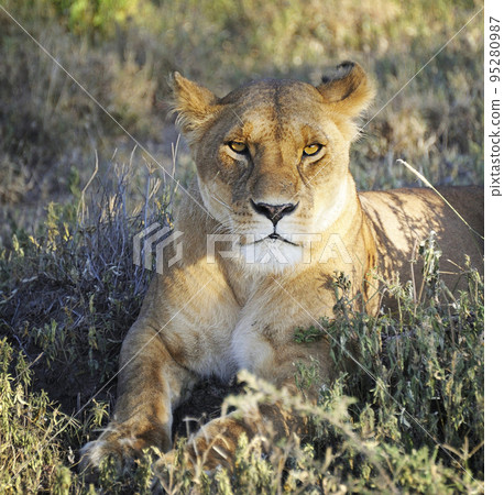 Magical Tanzania wildlife pictures   95280987