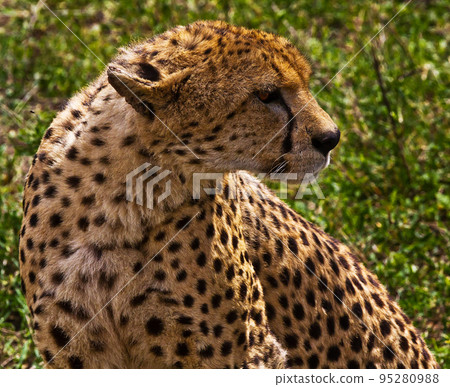 Magical Tanzania wildlife pictures Magical Tanzania wildlife pictures 95280988