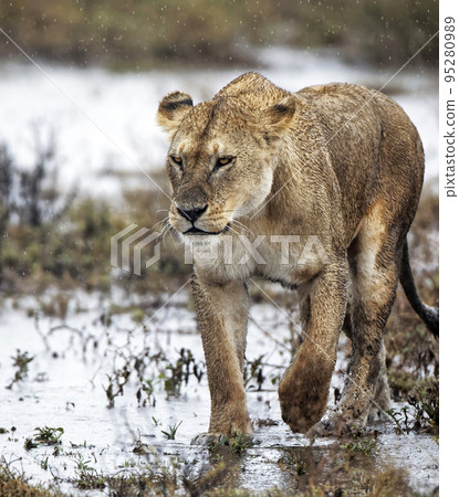Creative Tanzania wildlife pictures Creative Tanzania wildlife pictures 95280989