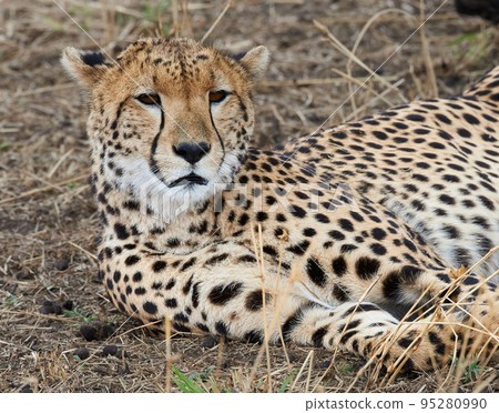 Beautiful Tanzania wildlife pictures Beautiful Tanzania wildlife pictures 95280990
