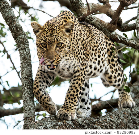Creative Tanzania wildlife pictures Creative Tanzania wildlife pictures 95280992