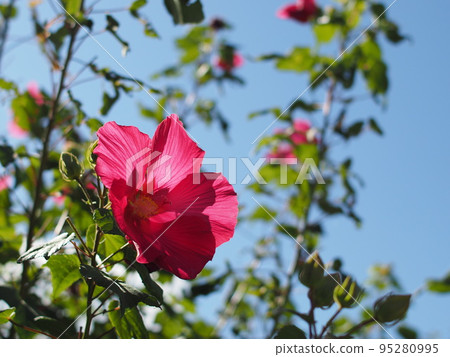 扶桑 扶桑 95280995