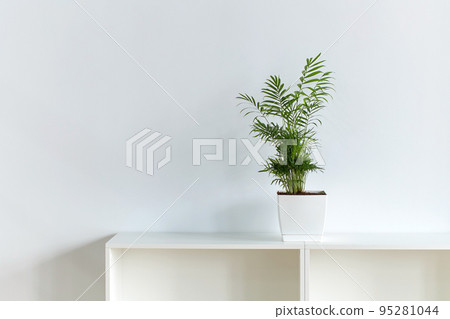 Peace Lily aka Spathiphyllum plant in the office on white wall backrgound Peace Lily aka Spathiphyllum plant in the office on white wall backrgound 95281044