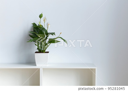Peace Lily aka Spathiphyllum plant in the office on white wall backrgound Peace Lily aka Spathiphyllum plant in the office on white wall backrgound 95281045