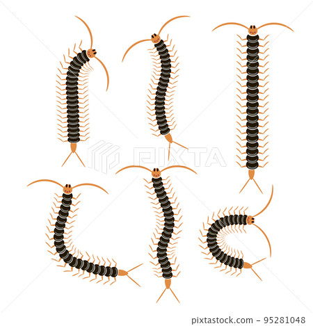 Black Cartoon Scolopendra Isolated on White Background. Giant Sentipede Animal Icon 95281048
