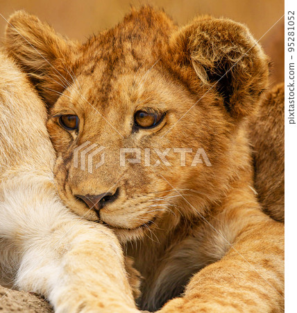 Beautiful Tanzania wildlife pictures Beautiful Tanzania wildlife pictures 95281052