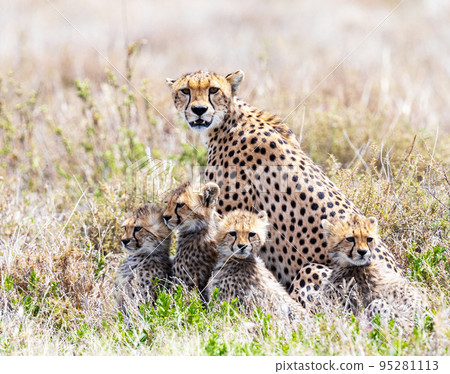 Creative Tanzania wildlife pictures  95281113