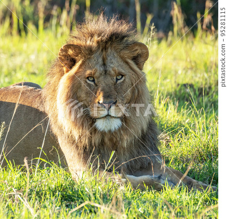 Creative Tanzania wildlife pictures Creative Tanzania wildlife pictures 95281115